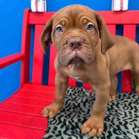 Dogue De Bordeaux