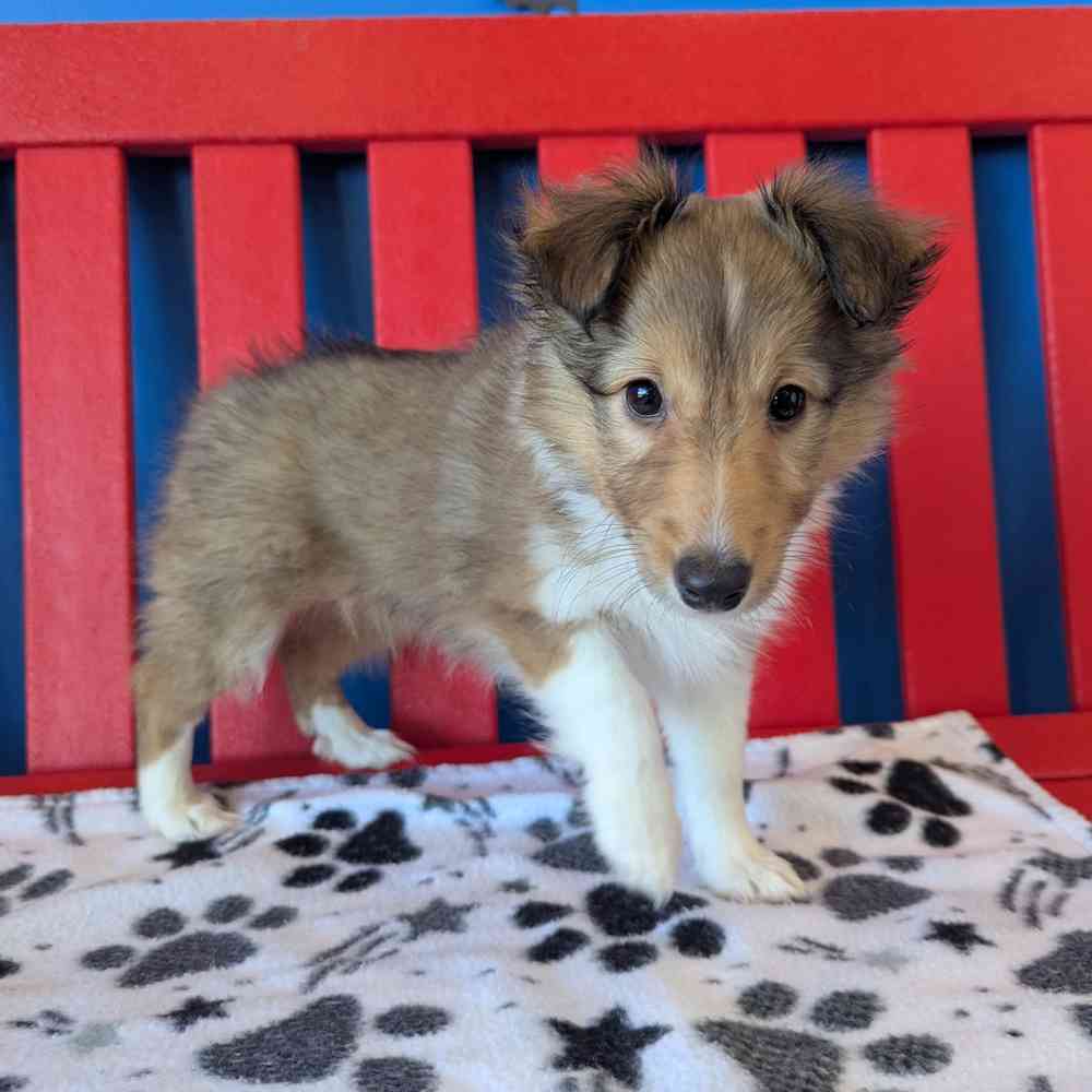 Image of a pet breed in the gallery