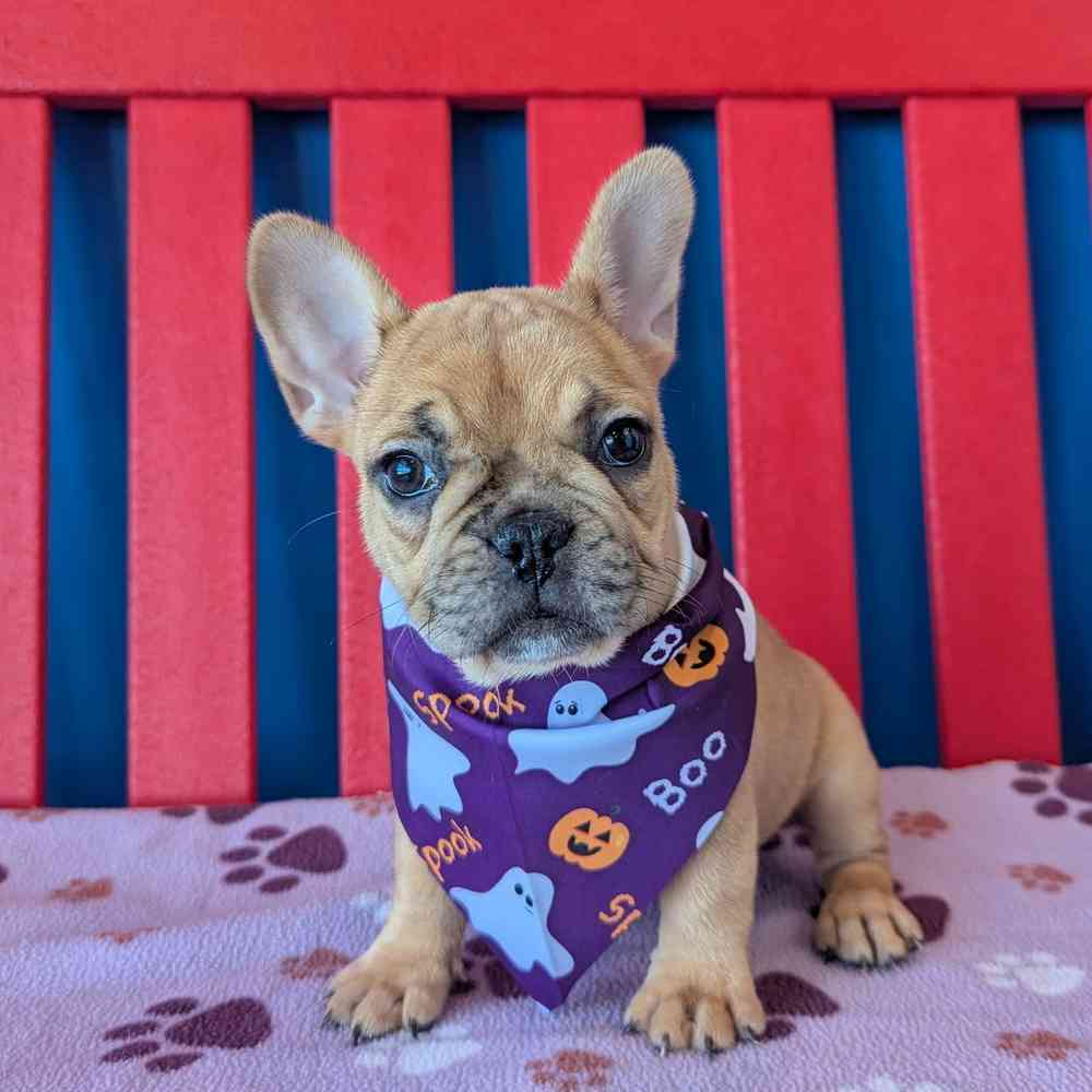 carousel pet images