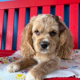 Cocker Spaniel