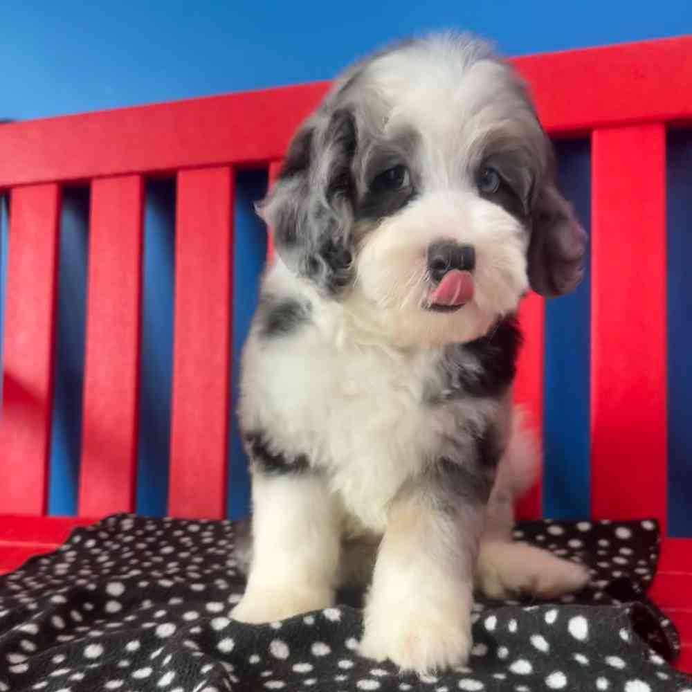 carousel pet images