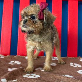 Brussels Griffon
