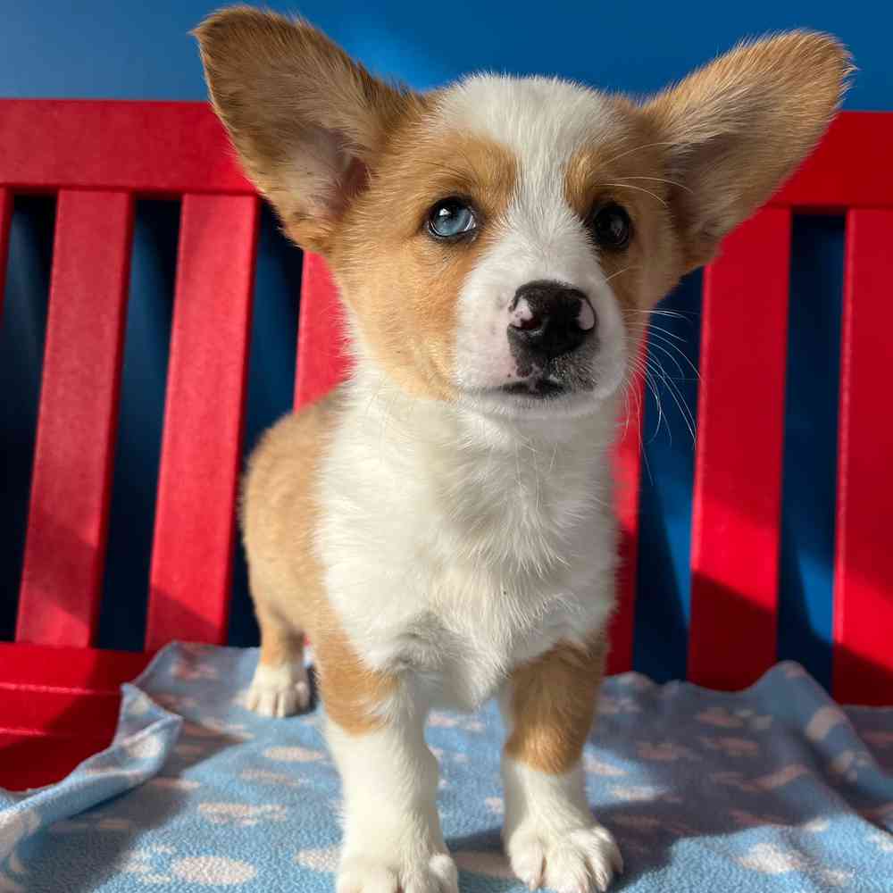 carousel pet images