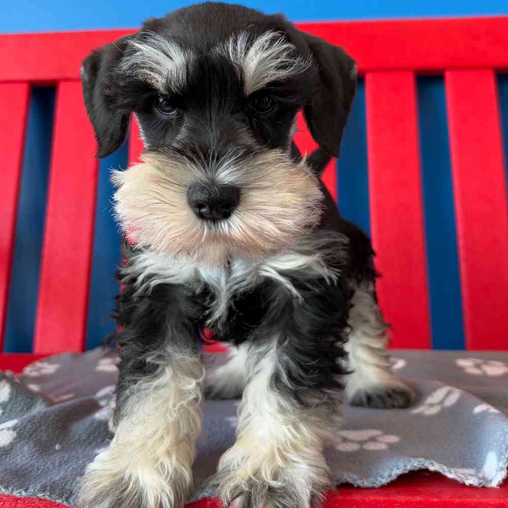 Image of a pet breed in the gallery