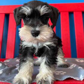 Mini Schnauzer