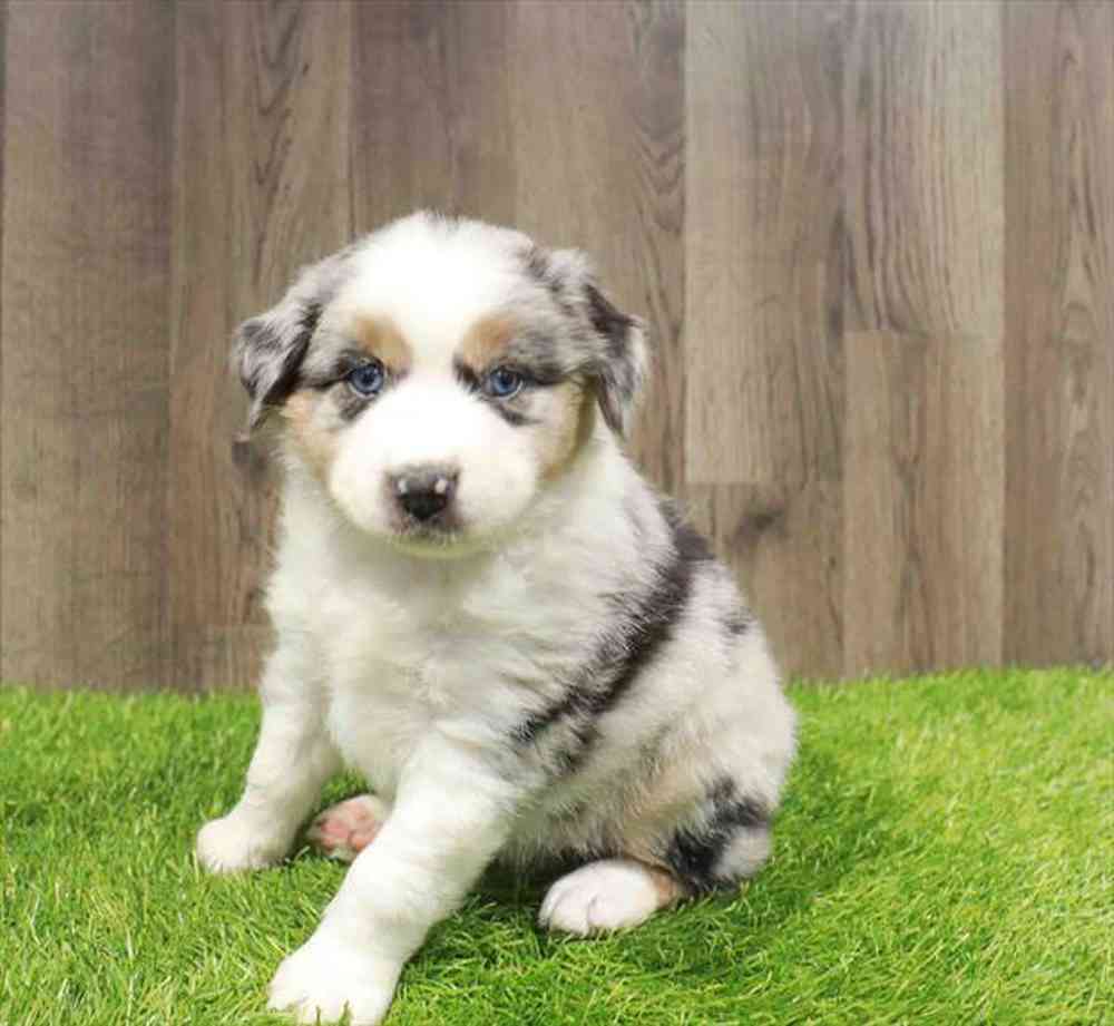 Image of a pet breed in the gallery