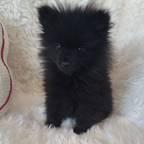 Pomeranian