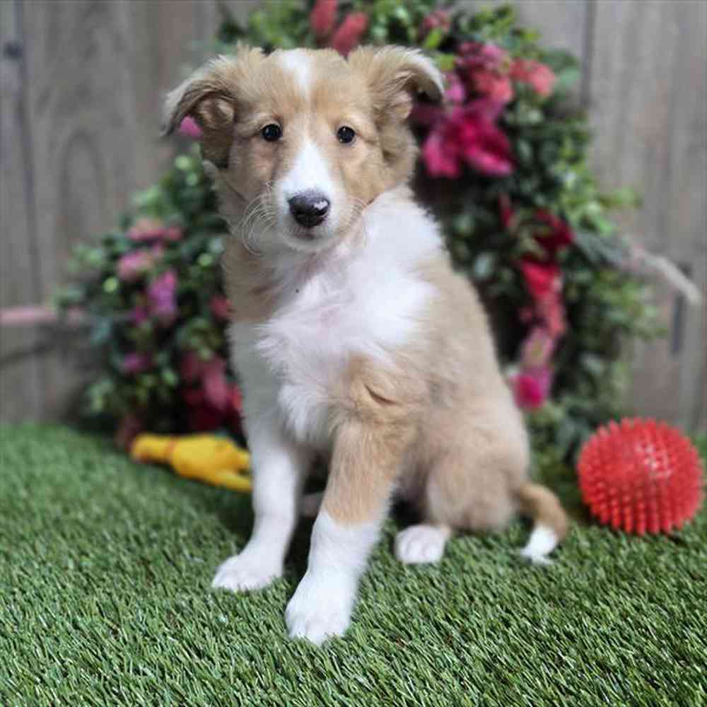 carousel pet images