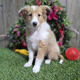 Sheltie