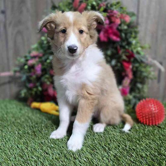 Butters