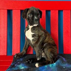 Boxer