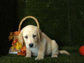 Labrador Retriever