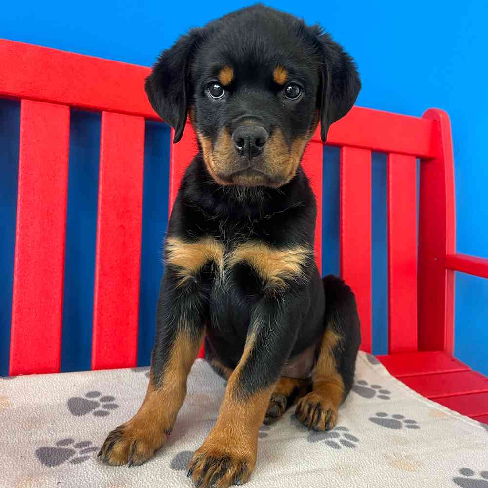 Image of a pet breed in the gallery