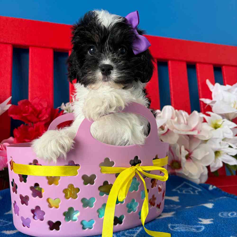 carousel pet images