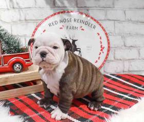English Bulldog