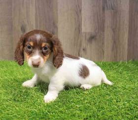 Dachshund