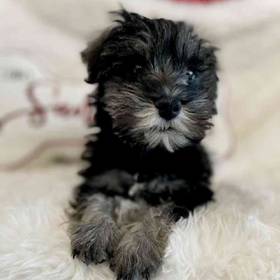 Mini Schnauzer