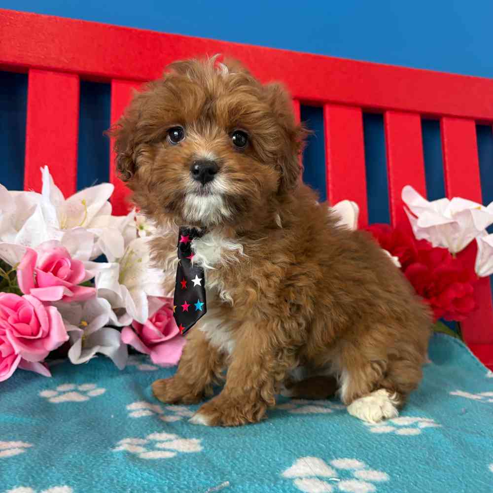 Image of a pet breed in the gallery