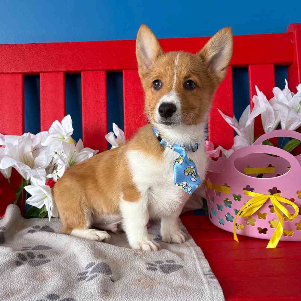 Image of a pet breed in the gallery