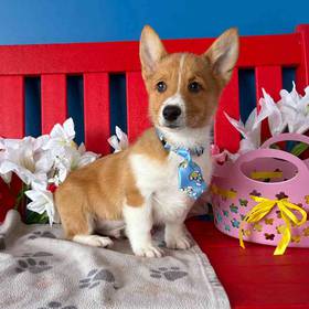 Pembroke Welsh Corgi