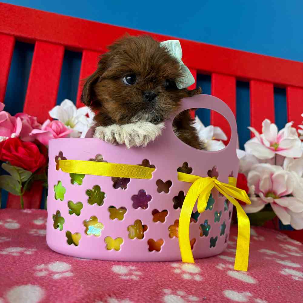 carousel pet images