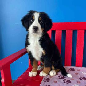 Bernese Mountain Dog
