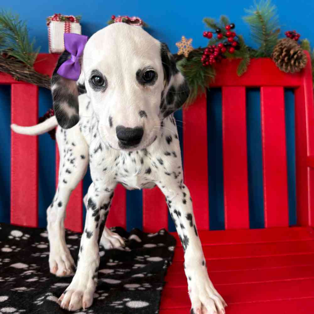 Image of a pet breed in the gallery