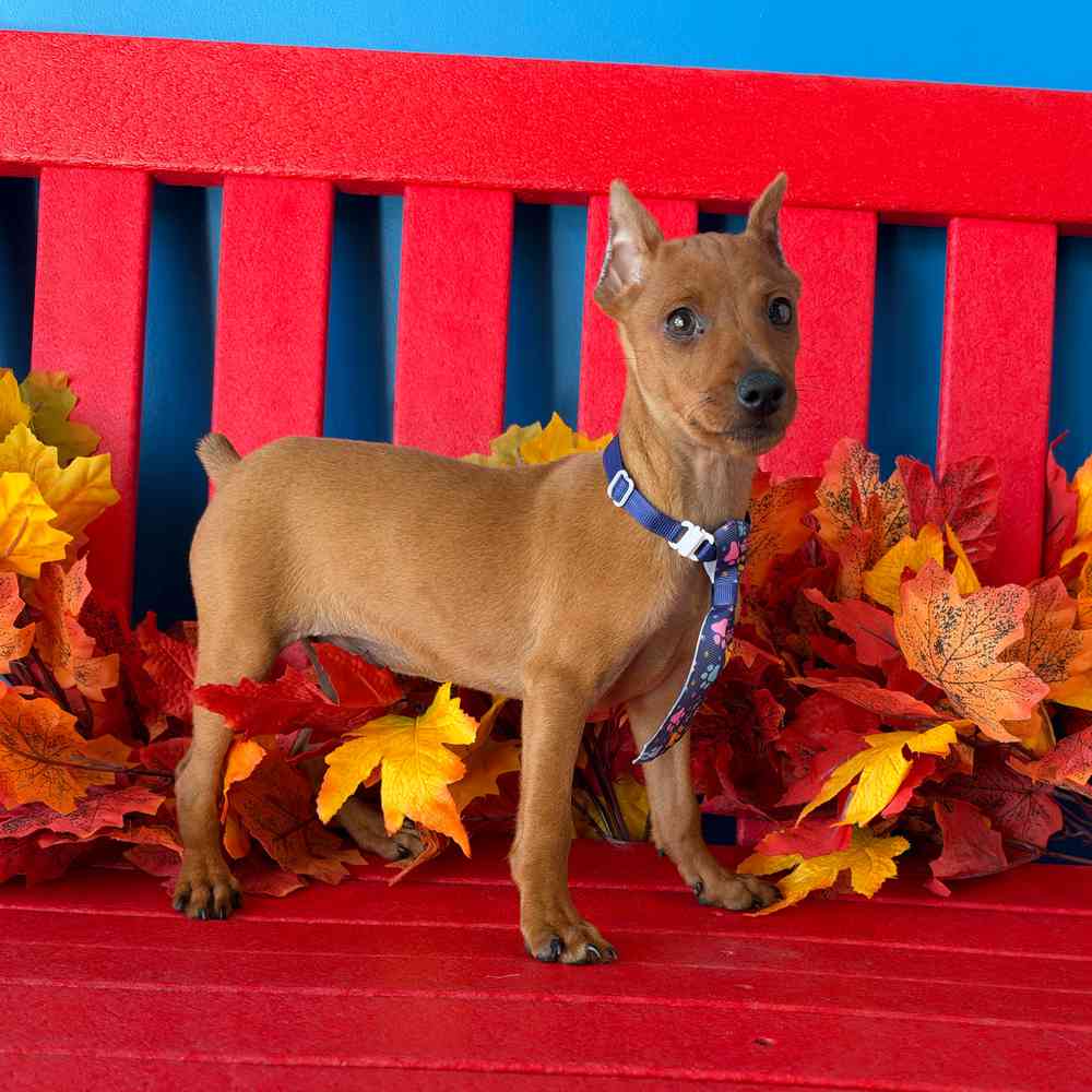 Image of a pet breed in the gallery