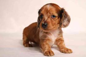 Mini Dachshund