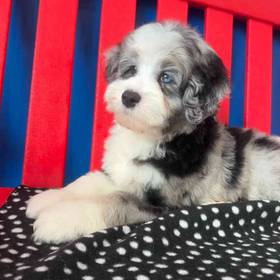 Mini Bernedoodle