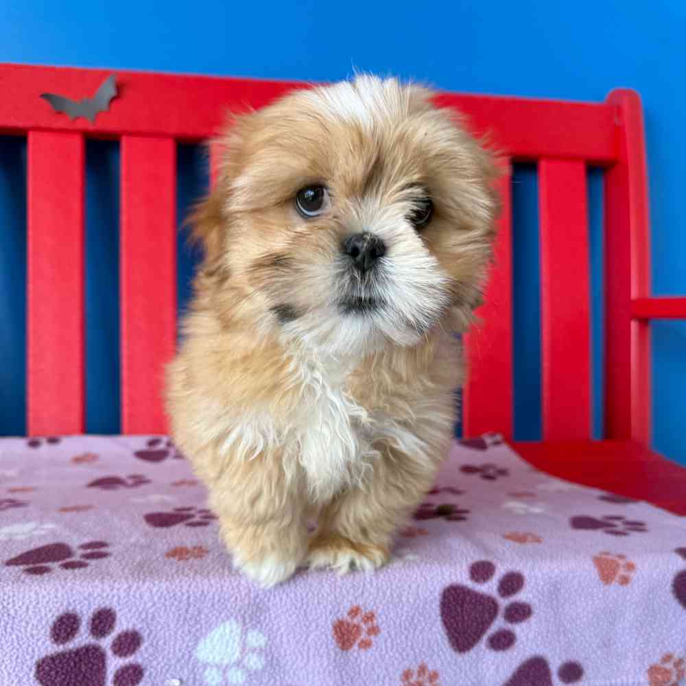Image of a pet breed in the gallery