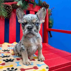 French Bulldog