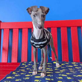 Italian Greyhound