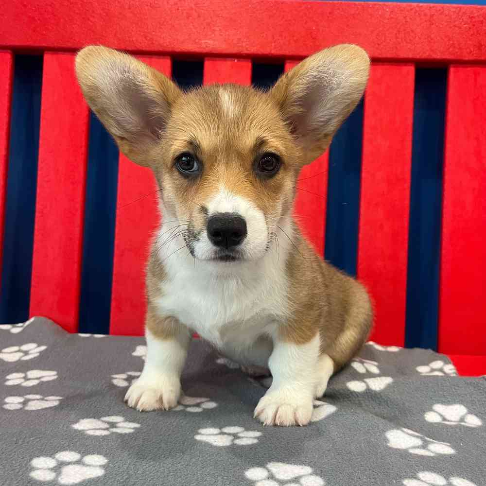 Image of a pet breed in the gallery