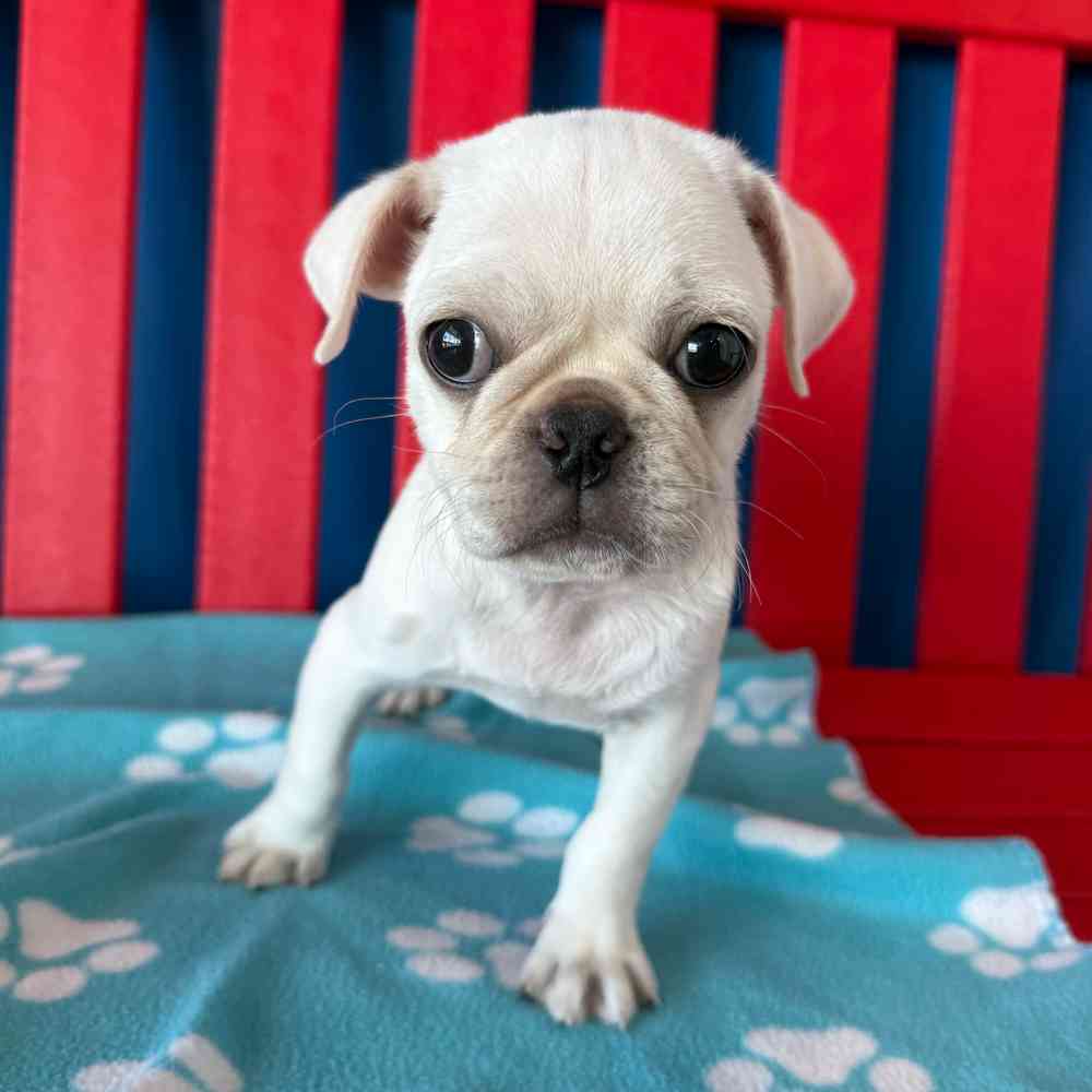 Image of a pet breed in the gallery