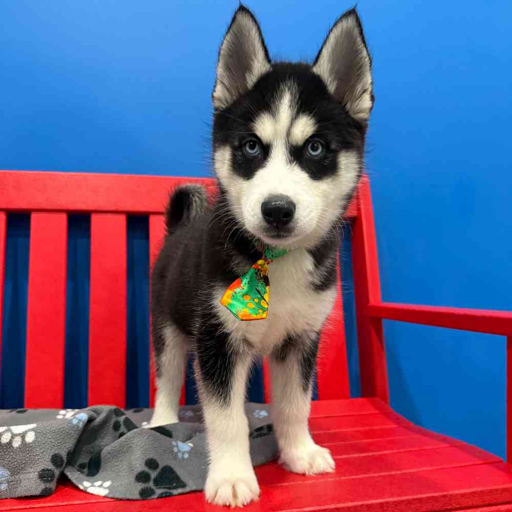 Image of a pet breed in the gallery