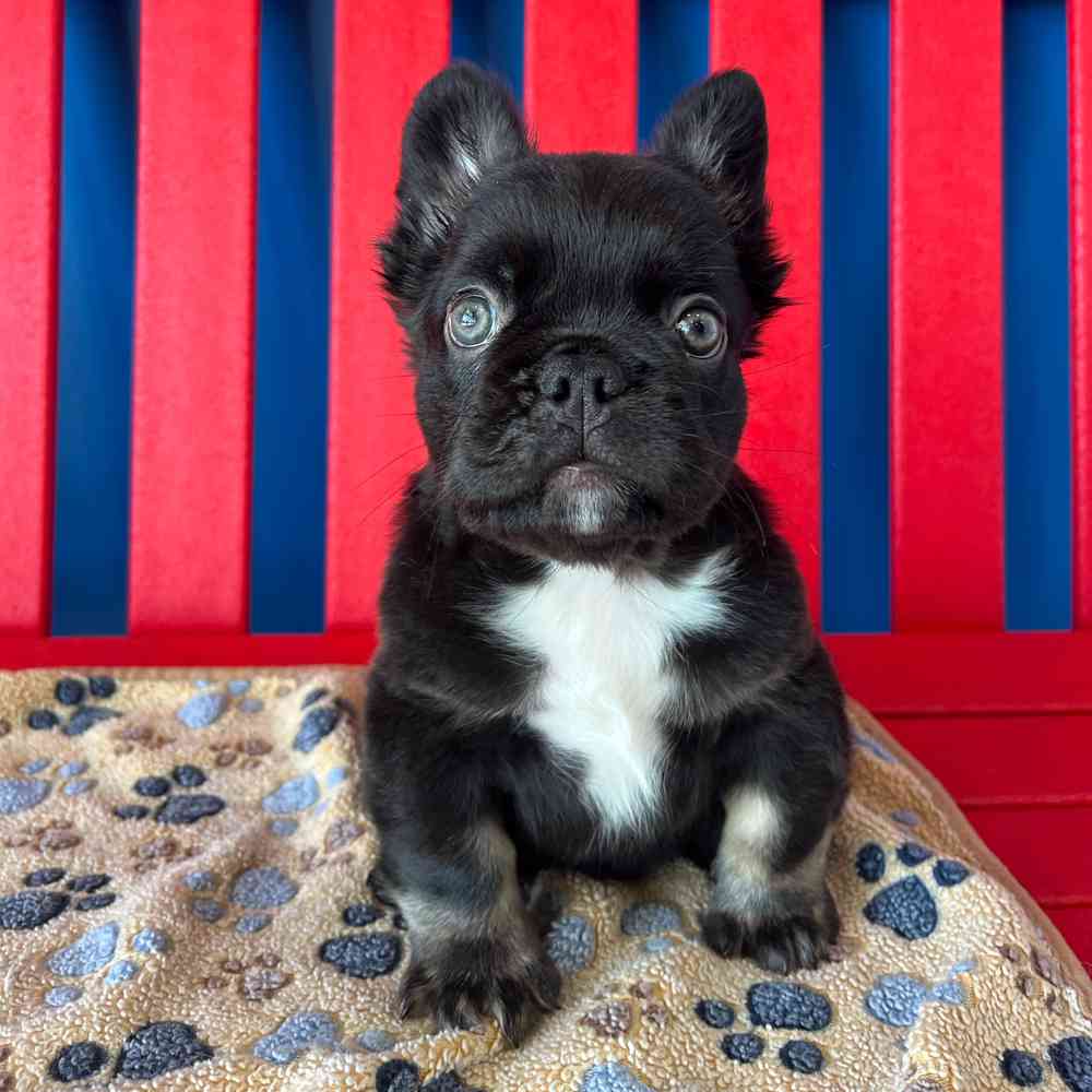 Image of a pet breed in the gallery