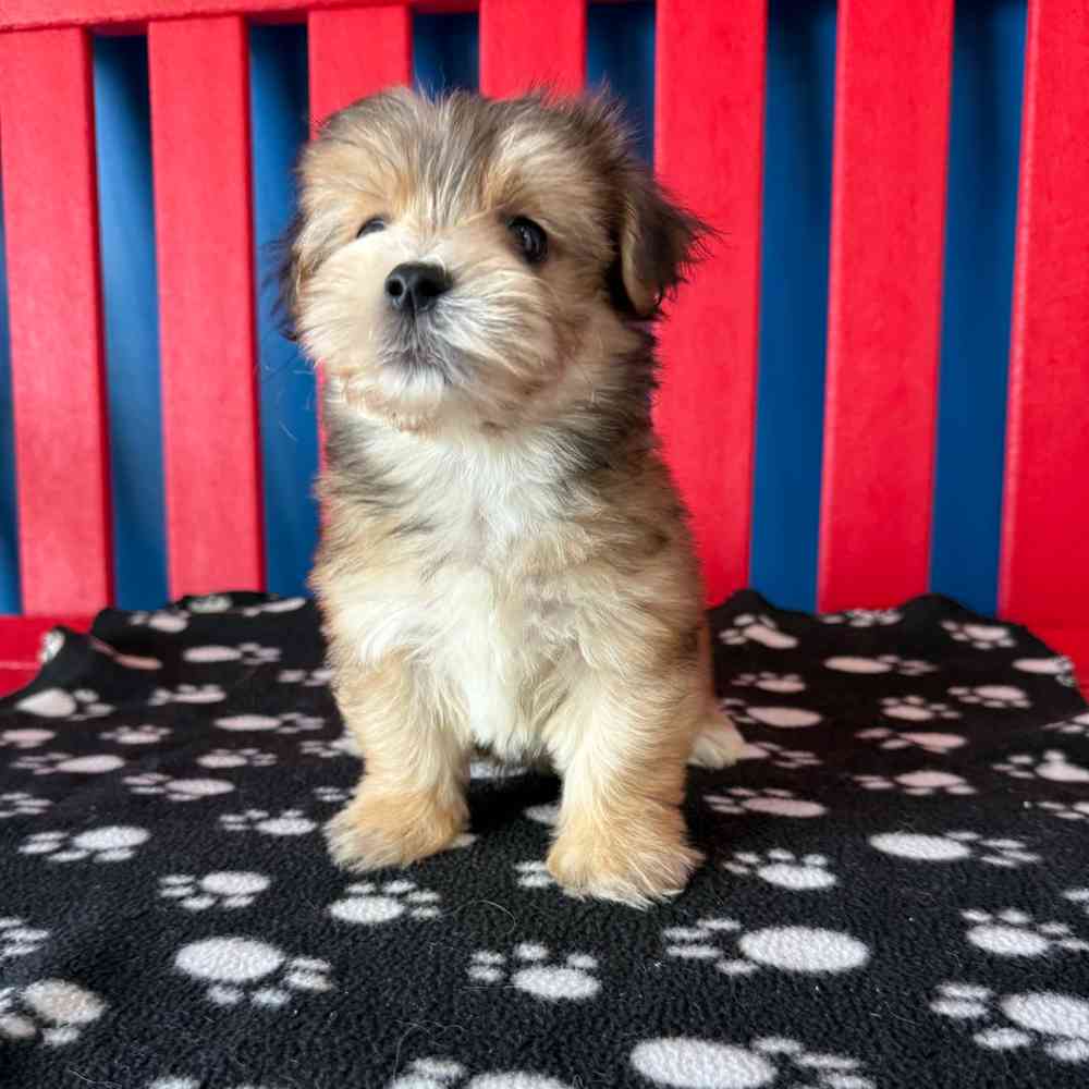 Image of a pet breed in the gallery