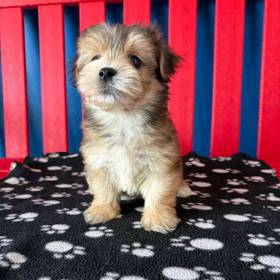 Morkie