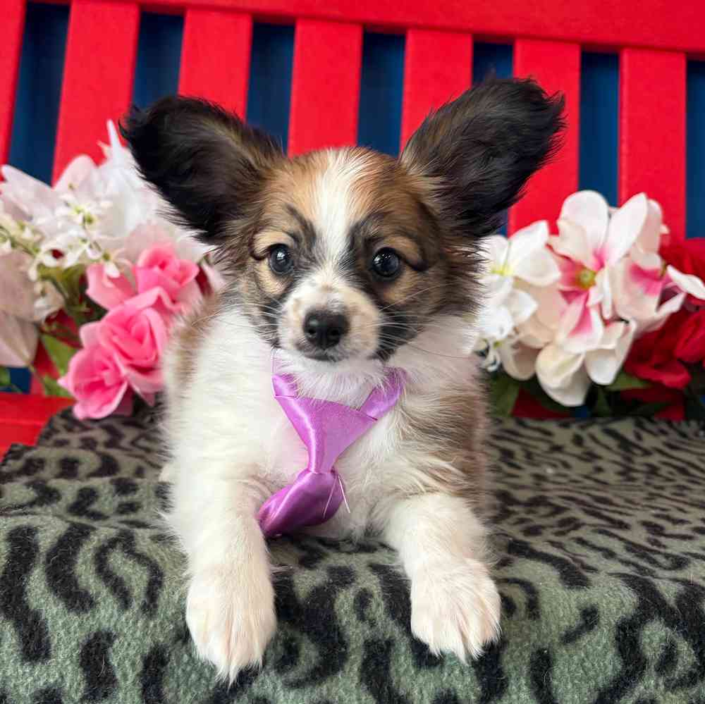 carousel pet images