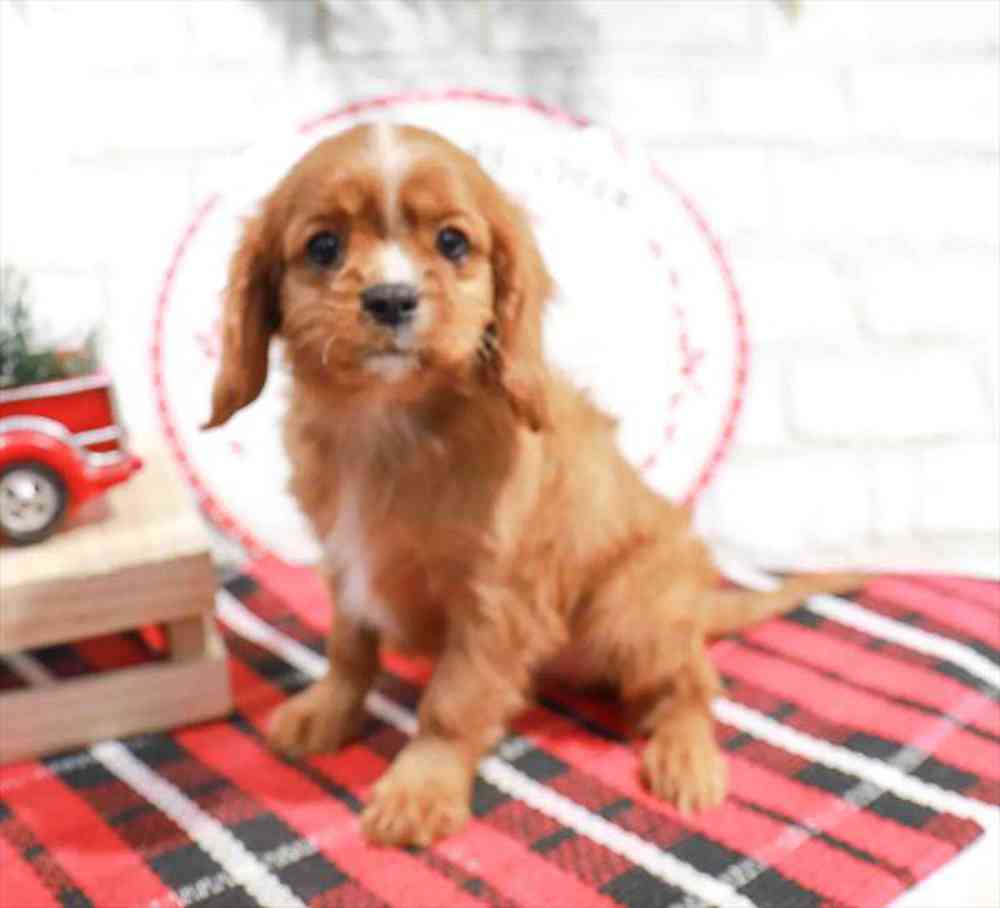 carousel pet images