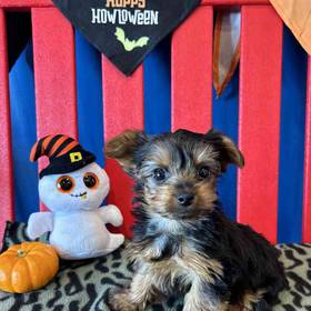 Yorkie