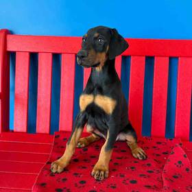 Doberman Pinscher