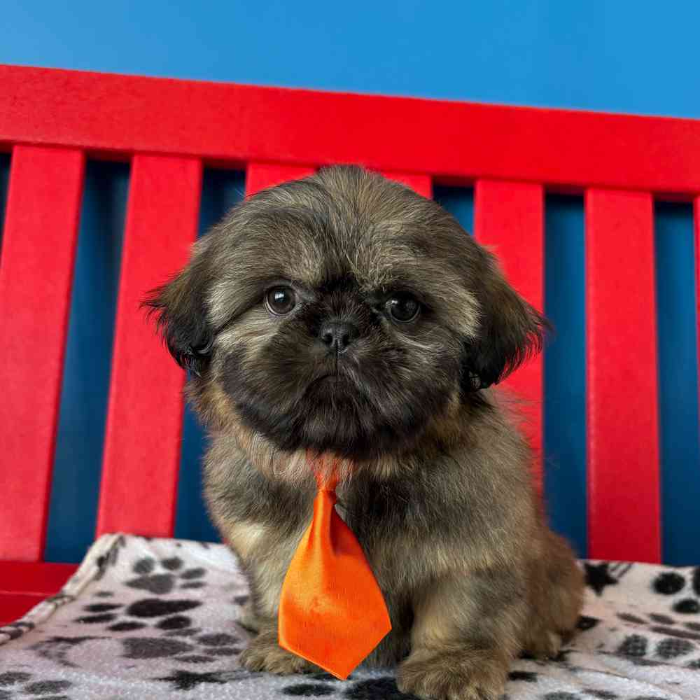 Image of a pet breed in the gallery