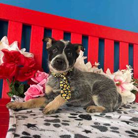 Australian Cattle Dog