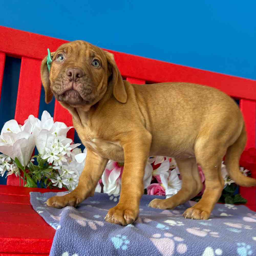 carousel pet images