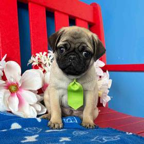 Pug