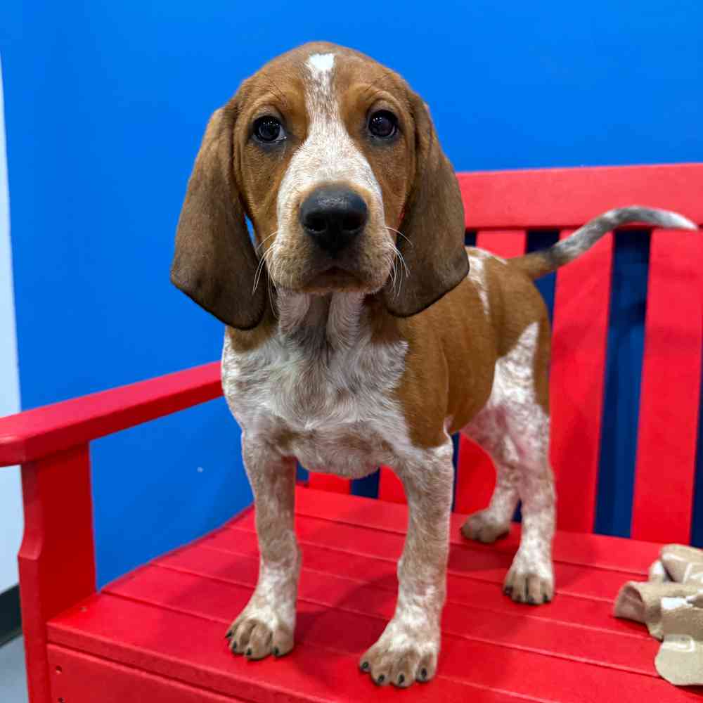 Image of a pet breed in the gallery