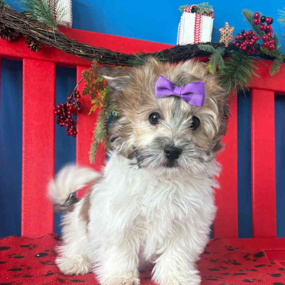 Image of a pet breed in the gallery