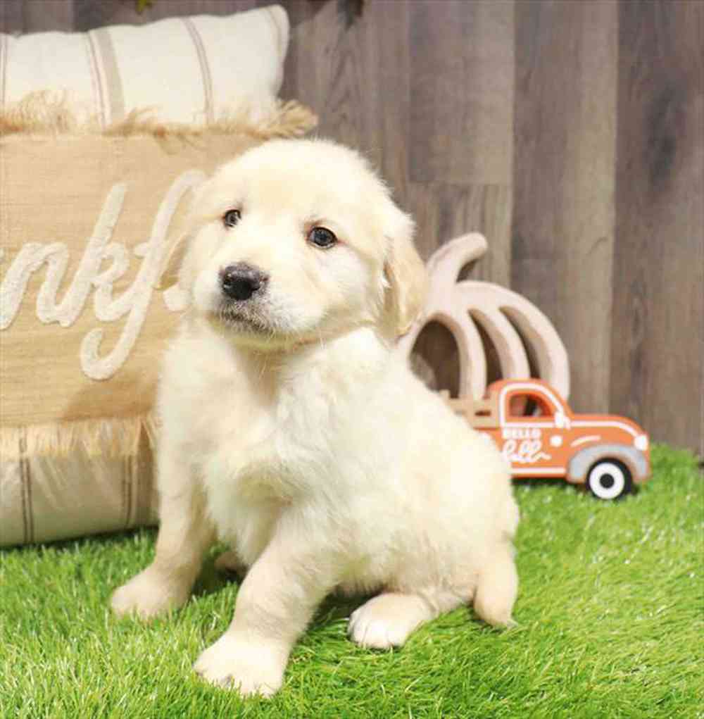 Image of a pet breed in the gallery